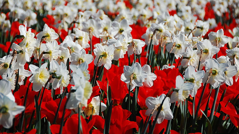 White Red Daffodil Flowers Field Flowers, HD wallpaper