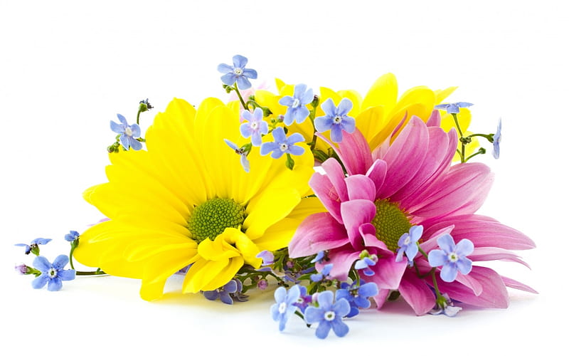 Cheirando o aroma, lindas, coloridas, aroma, flowers, HD wallpaper