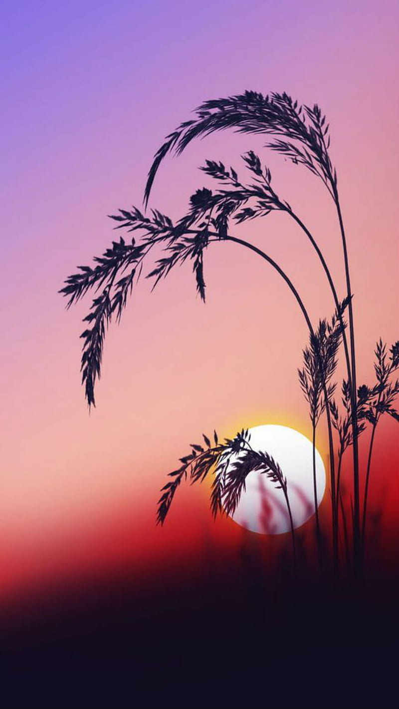 through the reeds, nature, plant, sun, sunrise, sunset, warm, colors, bonito, HD phone wallpaper