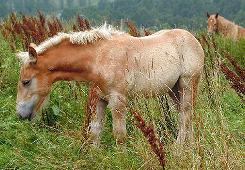 YOUNG FOAL, draft horse, feeding, foal, grass, HD wallpaper