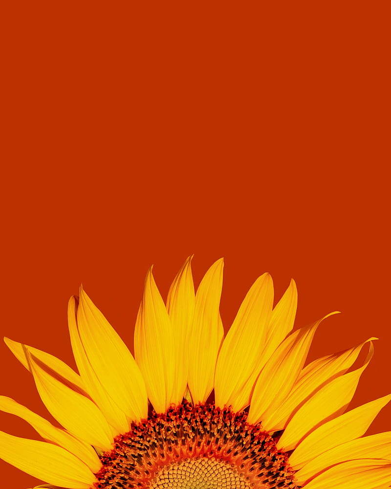 sunflower, petals, yellow, macro, HD phone wallpaper
