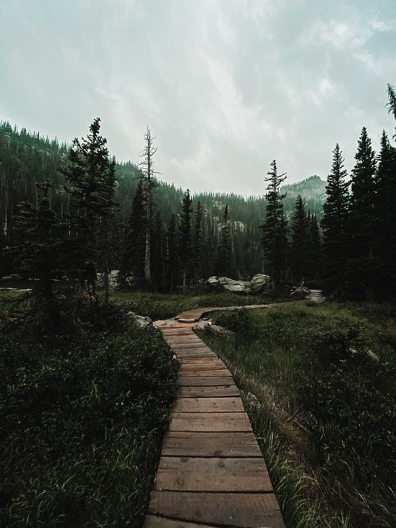 path, forest, mountains, nature, landscape, HD phone wallpaper