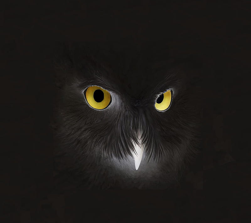 owl, animal, black, dark, negative, wolfamania, HD wallpaper