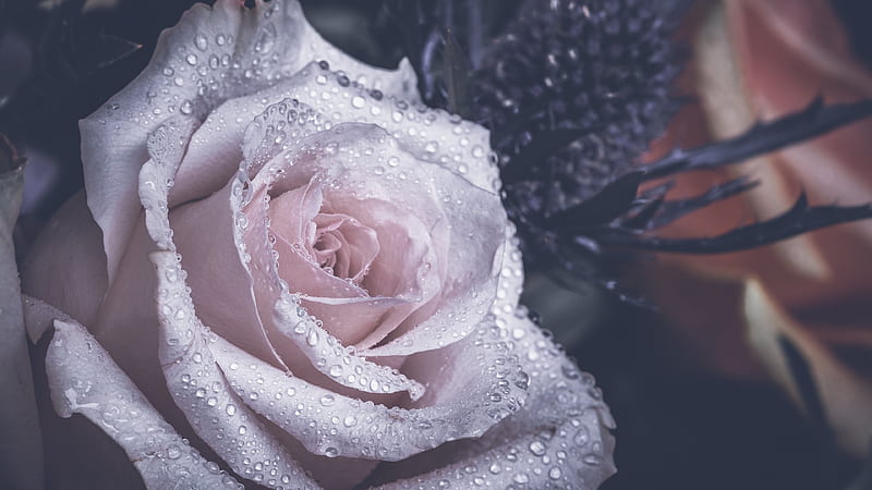 pink rose, water drops, rose bud, beautiful pink flower, HD wallpaper