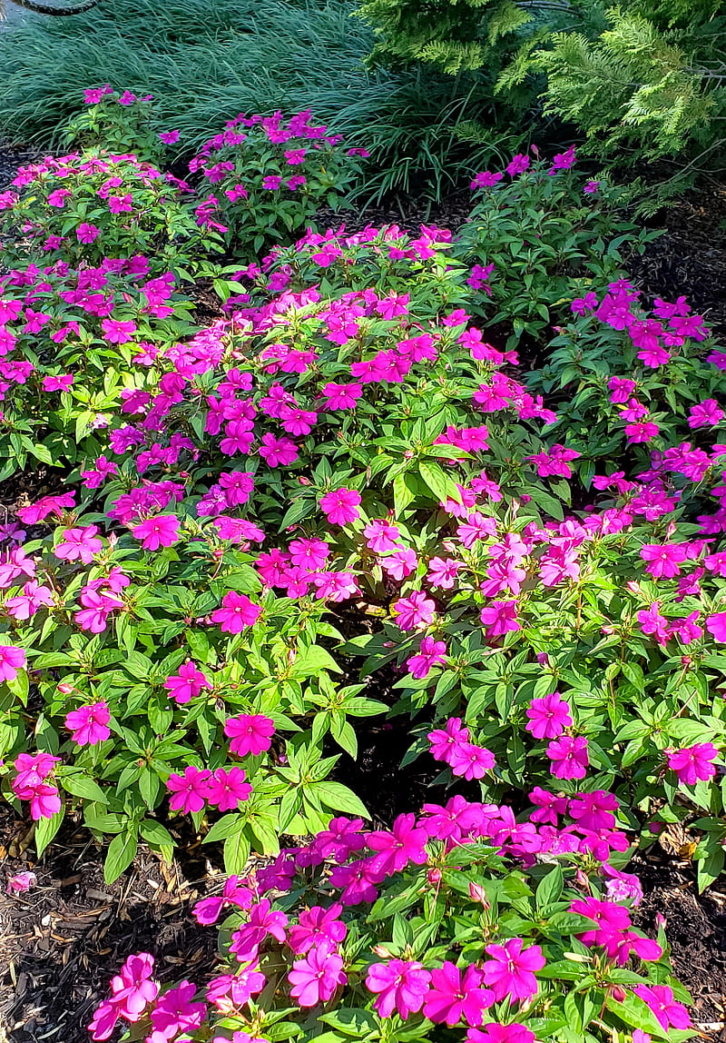 Arbustos de flores rosadas, brillantes, flores, primavera, verano