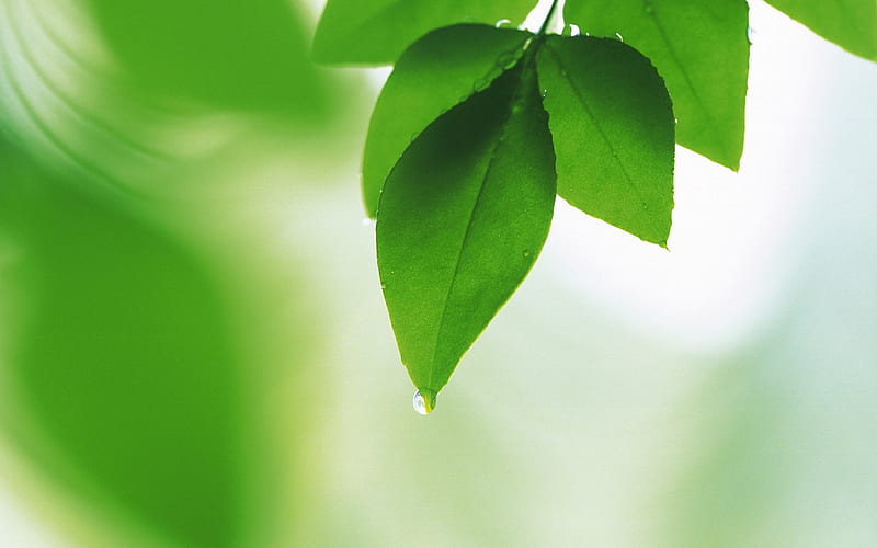 11 Soft Focus Green Leaves -Ethereal Green Leaves, HD wallpaper