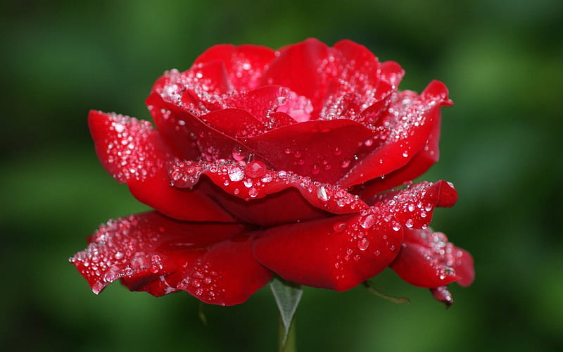 red rose, blur, dew drops, close-up, roses, HD wallpaper