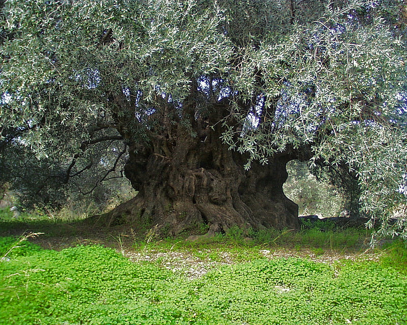 Olive Tree, garden, tree, olive, old, HD wallpaper