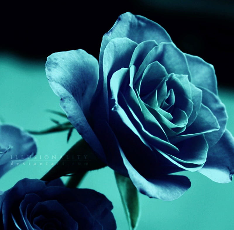 Turquoise Rose, flower, turquoise, rose, blue, HD wallpaper