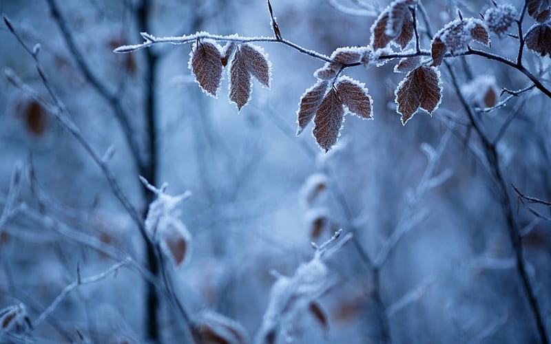 *, leaves, trees, frozen, winter, HD wallpaper