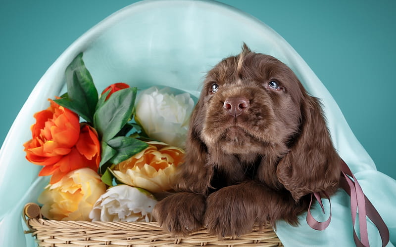 Puppy, red, brown, caine, animal, cute, basket, flower, spaniel, dog, blue, HD wallpaper