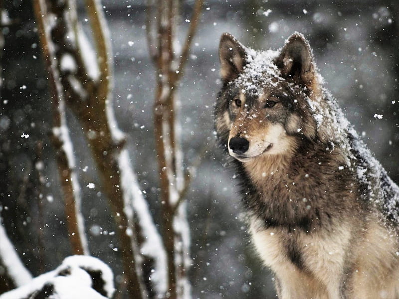 Wolf, snow, animal, woods, HD wallpaper | Peakpx