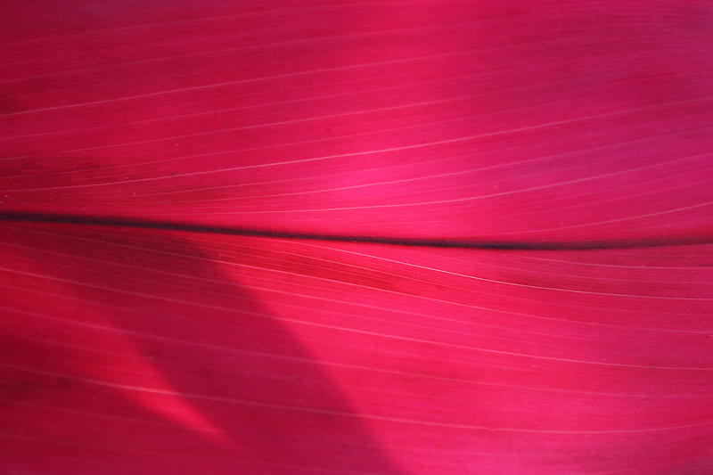 Leaf, macro, surface, pink, HD wallpaper | Peakpx