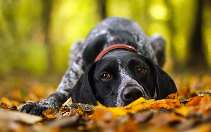 German Shorthaired Pointer, autumn, pets, dogs, close-up, cute animals, German Shorthaired Pointer Dog, HD wallpaper