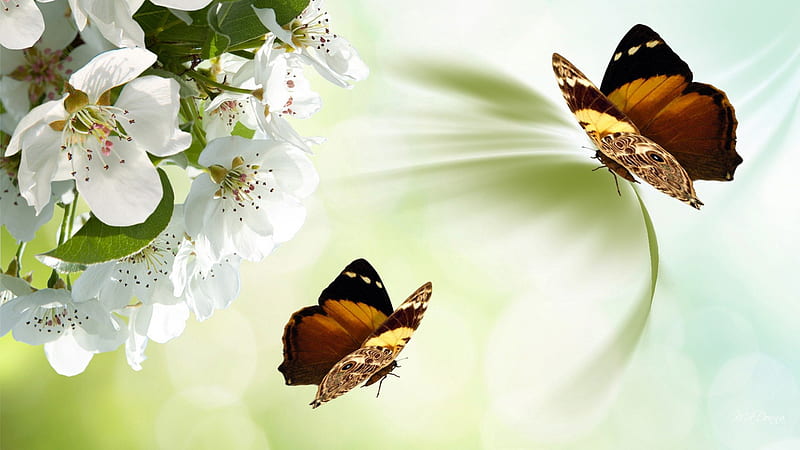 Spring and Summer, metaphysical, flowers, flow, fragrant, conceptual, bonito, aroma, theoretical, cherry blossoms, butterfly, green, papillon, flowers, aromatic, sakura, notional, butterflies, spring, abstract, apple blossoms, seasonal, flowing, summer, ideal, ideational, HD wallpaper