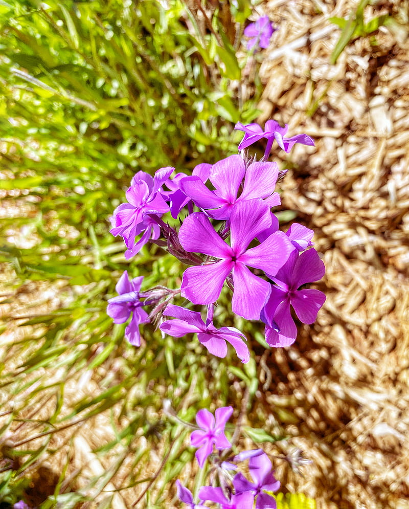purple flowers on brown dried grass, HD phone wallpaper