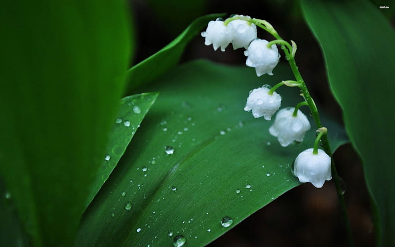 Dew drops on lily of the valley, drop, flower, lily, de, valley, HD ...