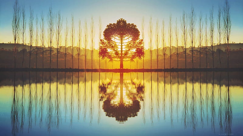 Reflection of Nature in double, high definition, background, sunset, nice, lightness, splendor, bright, shadows, sunrise, reflection, , brightness, sky, silhouette, trees, water, cool, surface, awesome, sunshine, hop, landscape, border, sunny, bonito, twilight, double, graphy, leaves, mage, light, amazing, reflex, quality, line, lake, leaf, HQ, nature, branches, natural, HD wallpaper
