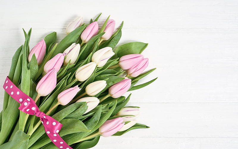 white tulips, spring bouquet, pink tulips, spring beautiful flowers, tulips on a white background, HD wallpaper