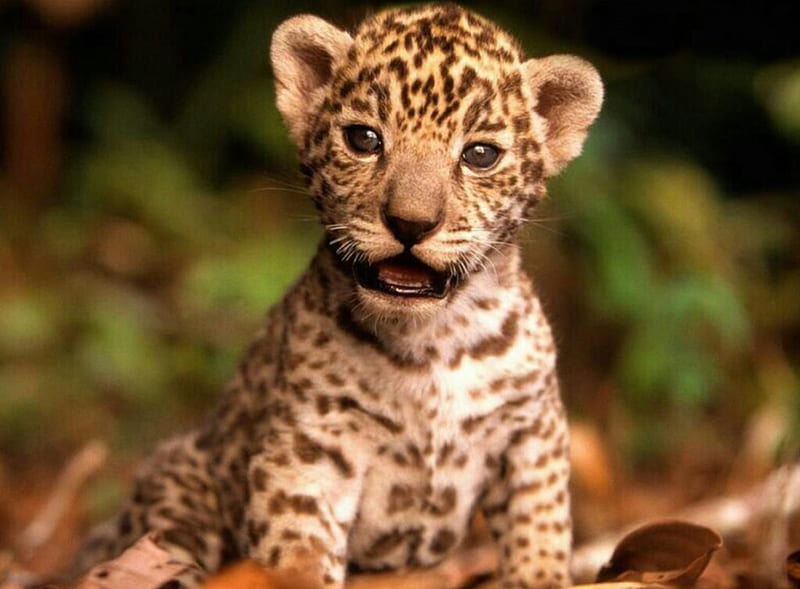 cute baby leopard wallpaper