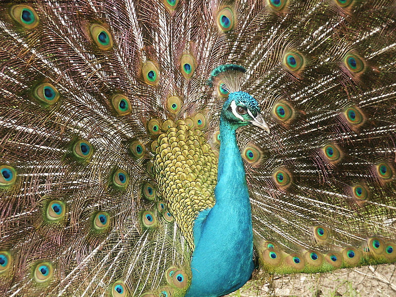 Showing off, turquoise, stunning, proud, plumage, green, golden, peacock, feathers, HD wallpaper