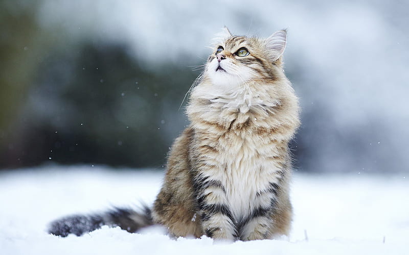 Siberian cat, winter, furry cat, cute animals, snow, HD wallpaper