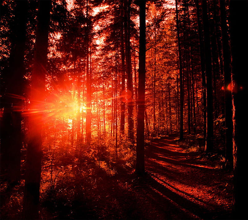 Forest Shine Sun Trees Hd Wallpaper Peakpx