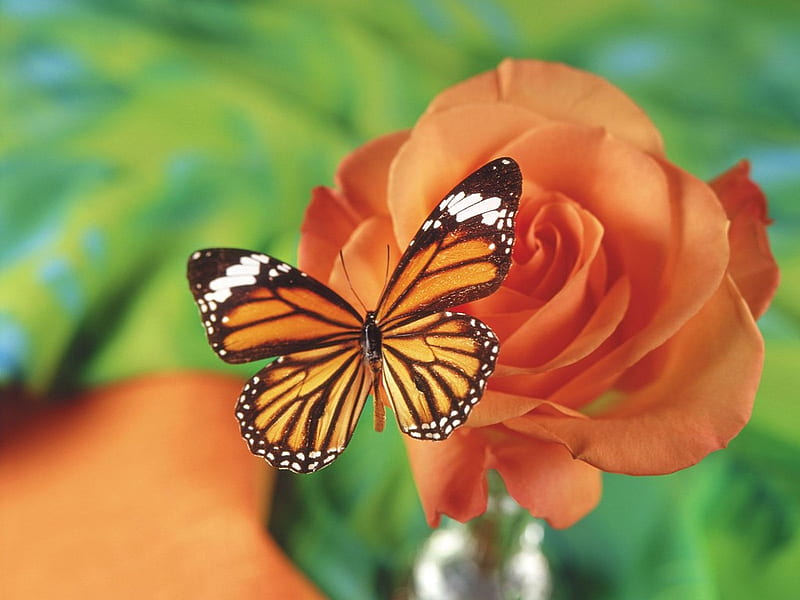 A Monach for Monarch!, flower, butterfly, rose, orange, HD wallpaper