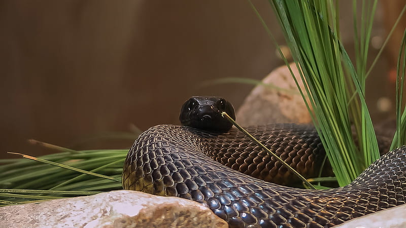 Northern Water Snake, animal, reptile, snake, HD wallpaper