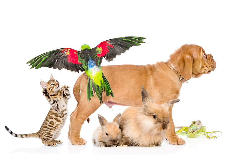 pets, Bordeaux dog, small brown puppy, parrots, kitten, rabbits, veterinary clinic concepts, Dogue de Bordeaux, Bordeaux Mastiff, HD wallpaper