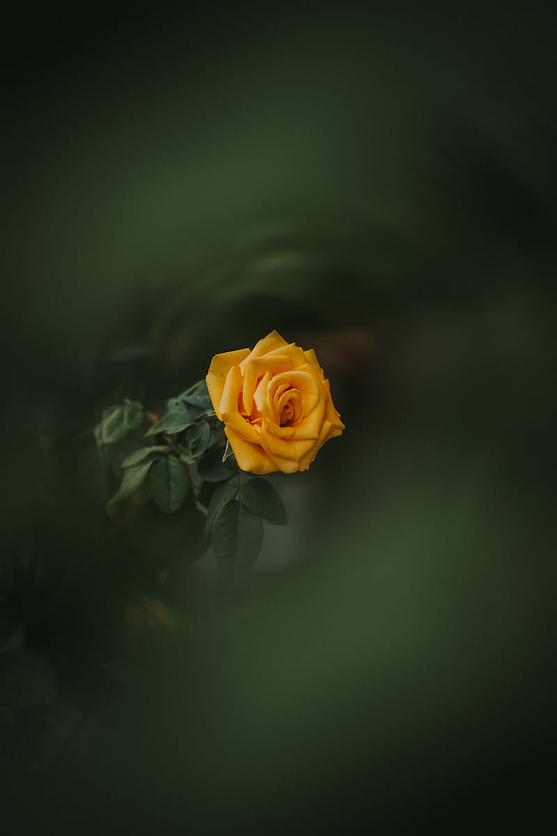 rose, bud, yellow, blur, garden, green, HD phone wallpaper