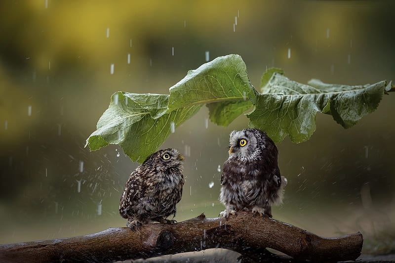 Owls, owl, pasare, umbrella, leaf, cute, bufnita, bird, rain, funny, couple, HD wallpaper