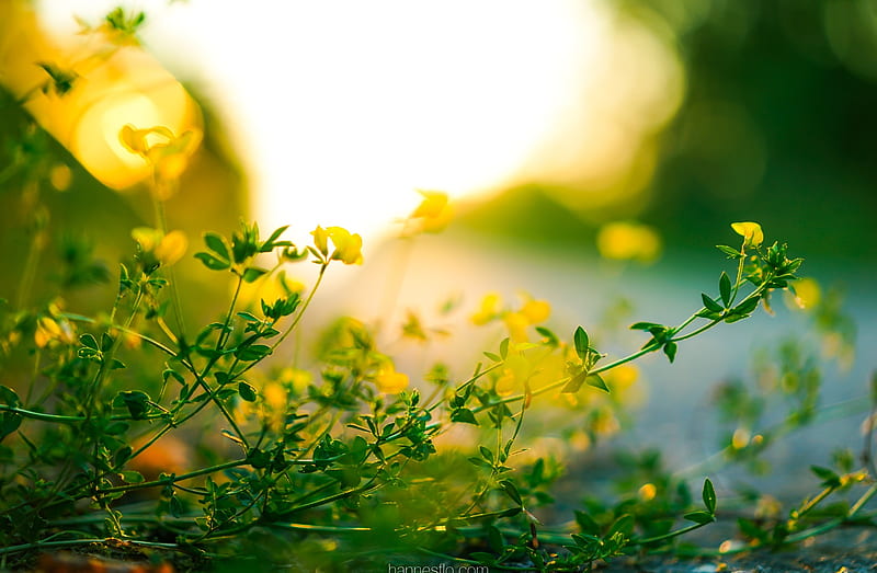 Tiny Yellow Flowers, Green Leaves, Sunlight... Ultra, Aero, Bokeh, Nature, Yellow, Green, Sunset, Light, Macro, Golden, Sundown, Close, Hour, Warm, Soft, HD wallpaper