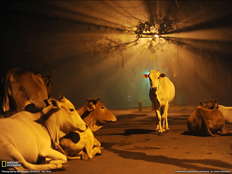 Cows India-national geographic, HD wallpaper
