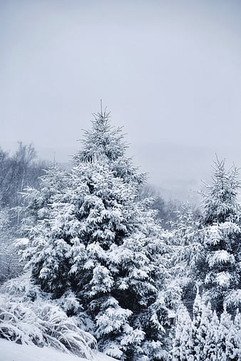 HD icy trees scenery wallpapers | Peakpx