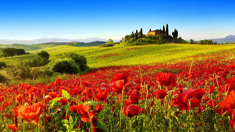 Castle on Tuscany Hill,Italy, green, summer, flowers, castle, hill, field, meadow, tuscany, HD wallpaper