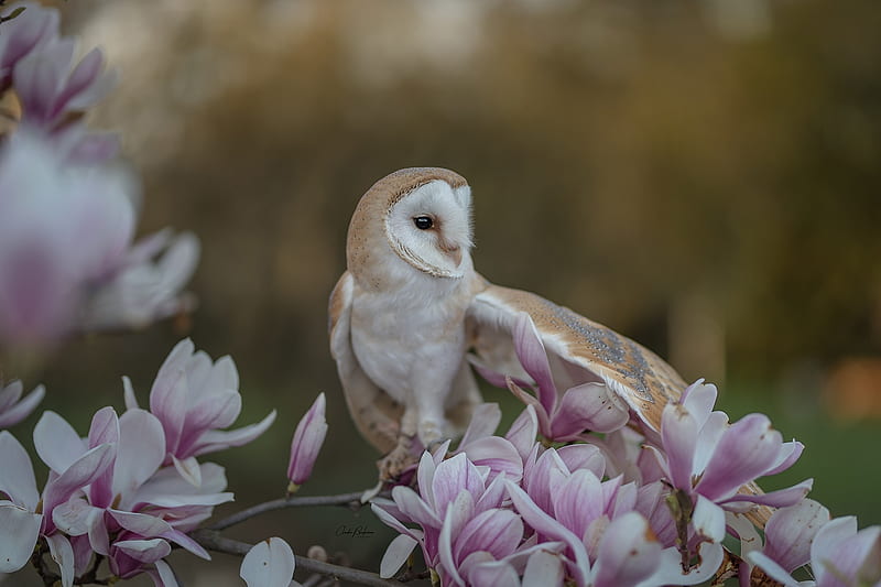 Barn owl, bufnita, magnolia, bird, barn ow, pasari, flower, spring, pink, HD wallpaper