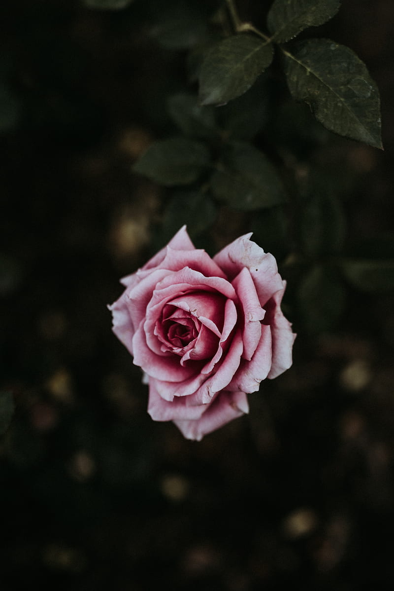 rose, flower, pink, bloom, plant, HD phone wallpaper