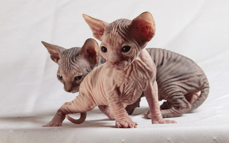 Sphynx cat, hairless kittens, small cats, cute little animals, pets, HD wallpaper