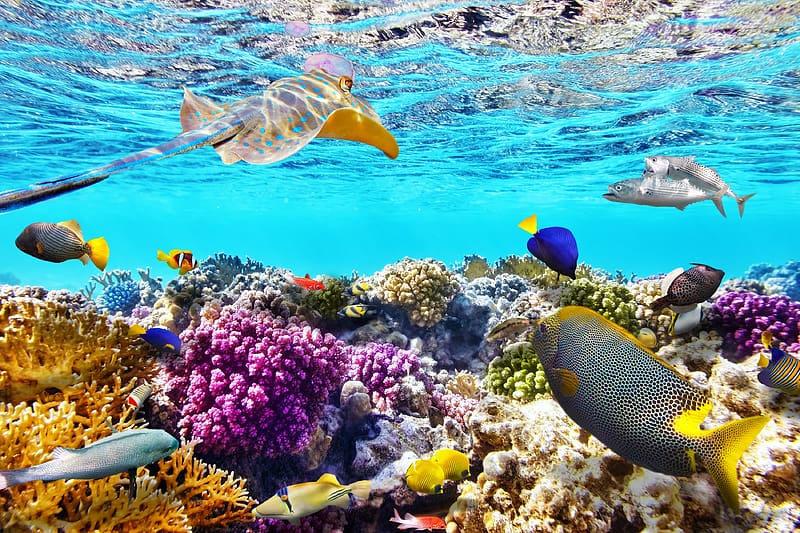 Great Barrier Reef, reef, coral, barrier, great, HD wallpaper