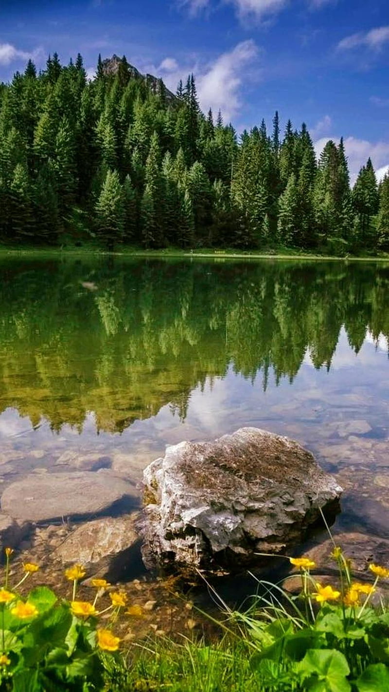Reflecting Nature, beauty, green, HD phone wallpaper | Peakpx