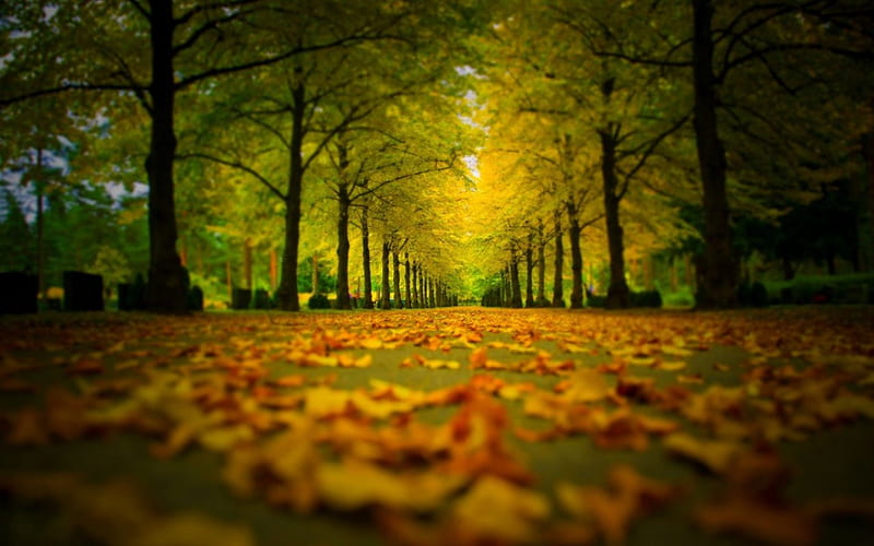 Autumn Park, forest, colorful, fall, autumn, park, trees, leaves, path, nature, road, HD wallpaper