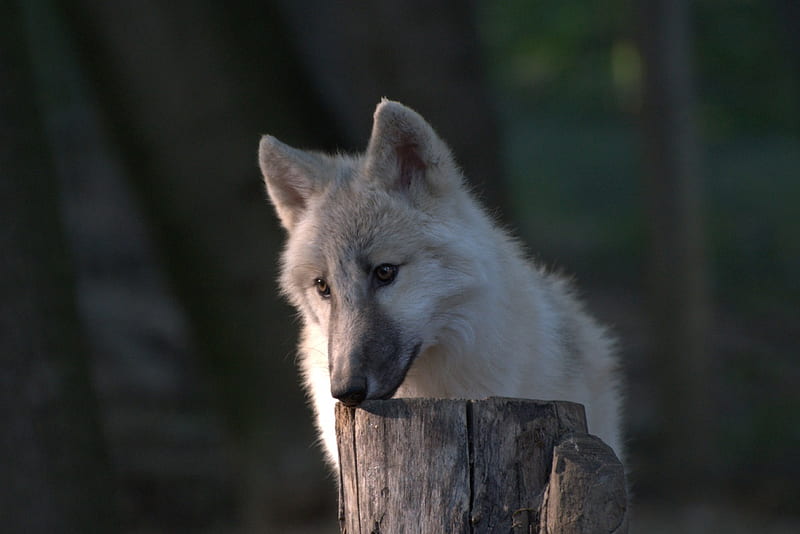 YOUNG ARCTIC WOLVE, hunde, wolf, wolves, dogs, HD wallpaper