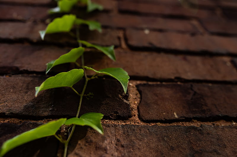 vine, leaves, wall, bricks, macro, HD wallpaper