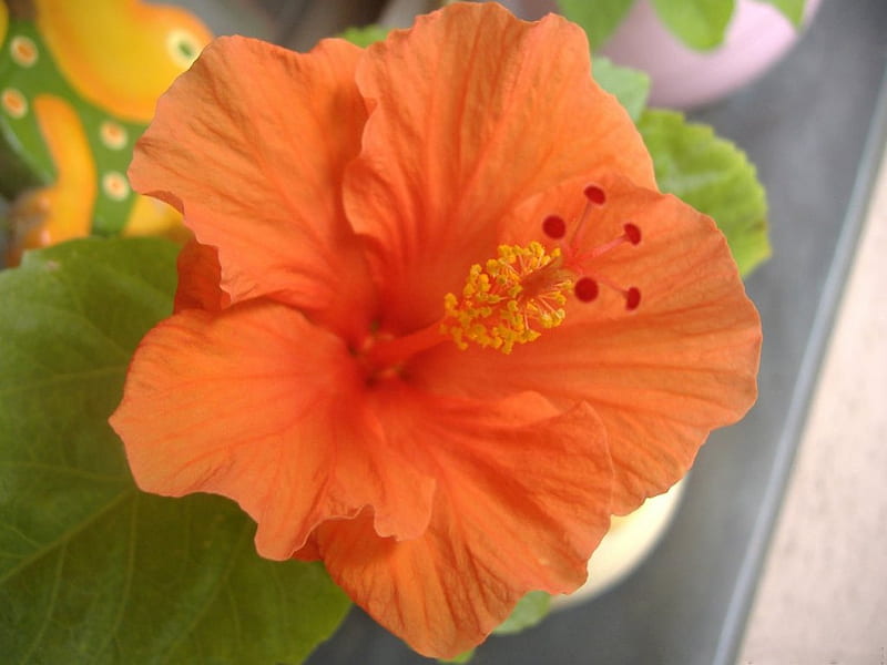 ORANGE HIBISCUS, orange, flowers, petals, blooms, tropical, delicate, HD wallpaper