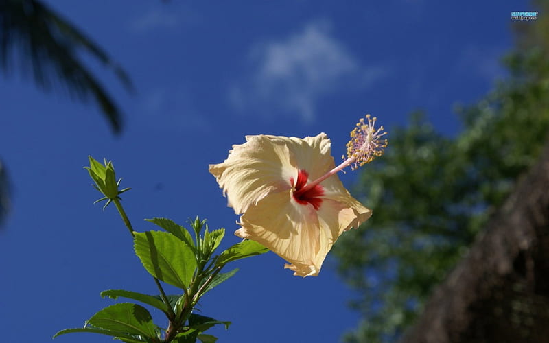 Hibiscus Rosa-Sinensis, rose, sinensis, hibiscus, flower, nature, sky, HD wallpaper