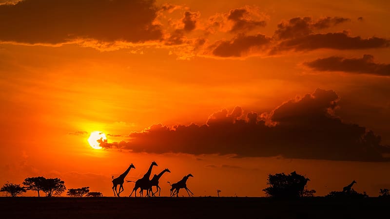 Sunset, Silhouette, Animal, Cloud, Giraffe, Africa, Savannah, HD wallpaper