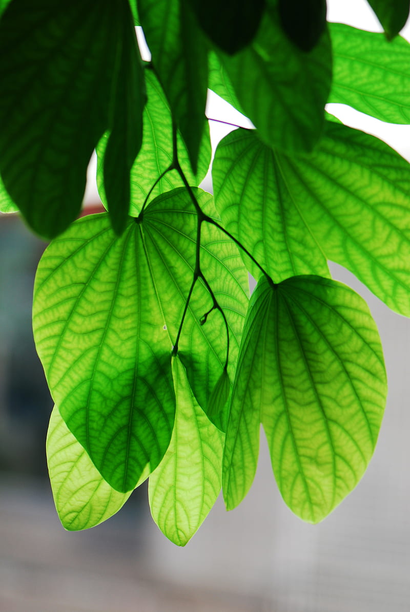 green leaves in macro lens, HD phone wallpaper