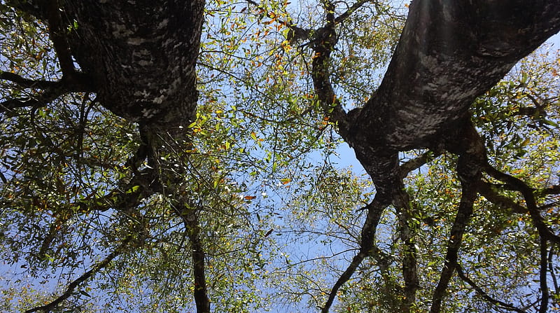 twin tree's tree, nature, sky, HD wallpaper