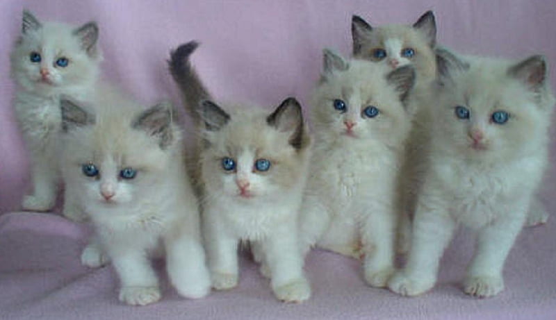 Cute Ragdoll Kittens, kittens, cute, cats, animals, HD wallpaper | Peakpx